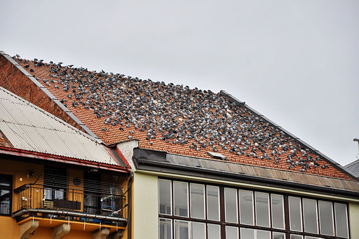A2B Pest Control are able to install spikes to deter birds from roofs in Staines. 