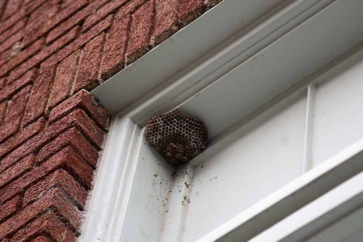 We provide a wasp nest removal service for domestic and commercial properties in Staines.